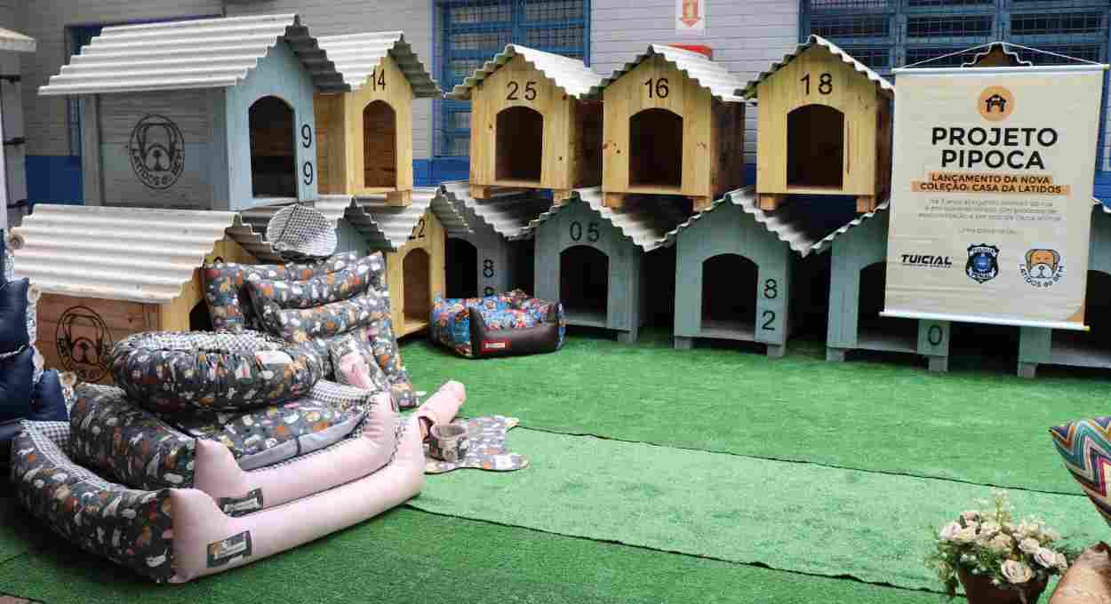Presos produzem e doam 100 casinhas para cães resgatados das ruas