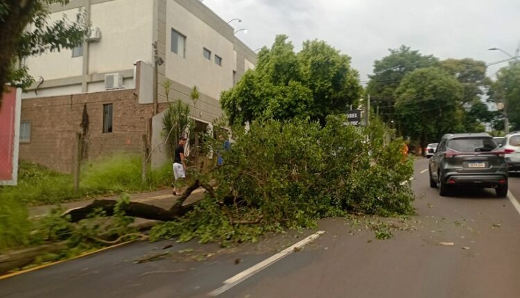 Plano de arborização precisa sair do papel e ser colocado em prática, em prol da saúde e segurança das árvores e da população