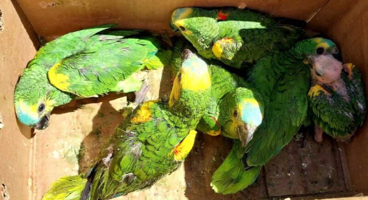 Polícia da Argentina resgata papagaios traficados do Brasil