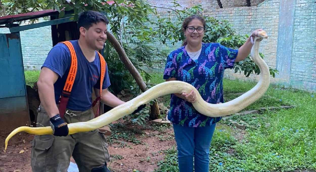 Vídeo: bombeiros capturam cobra gigante nas ruas de Assunção