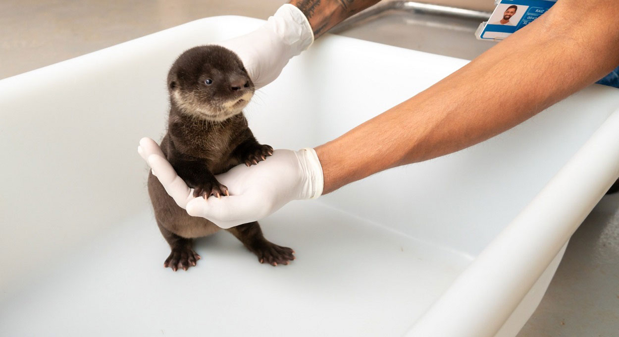 Refúgio de Itaipu recebe novos moradores em Foz do Iguaçu