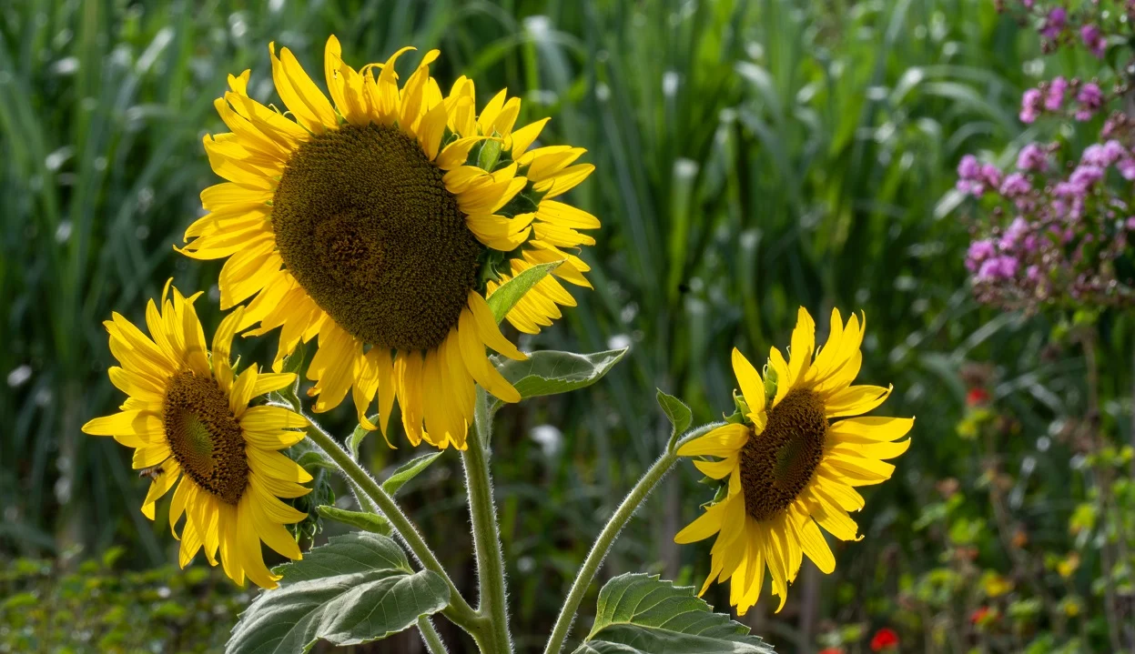 A planta favorita de Van Gogh em Foz