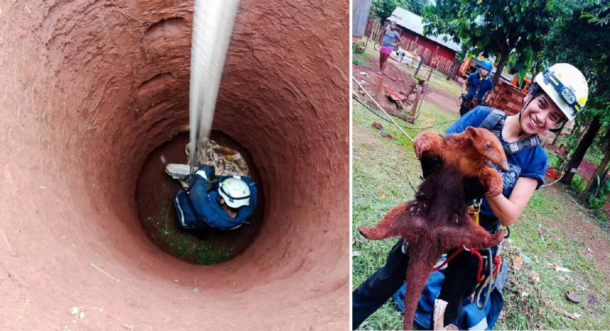 Bombeiros resgatam tamanduá que caiu em poço na Argentina