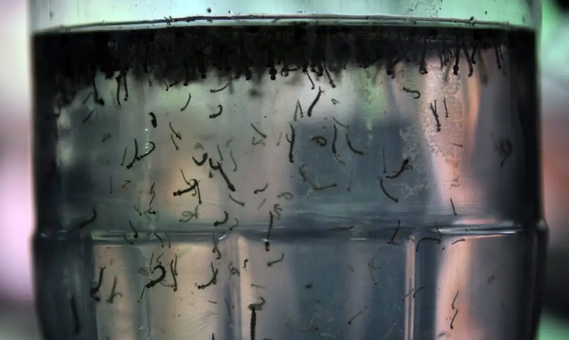 dengue em foz do iguacu