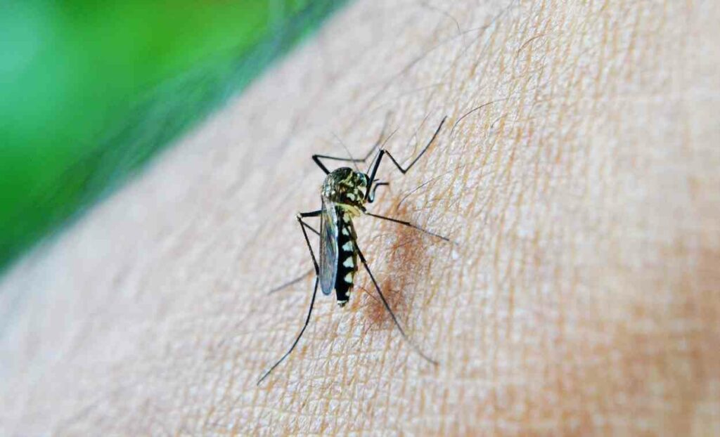 Paraná lança campanha para reforçar prevenção à dengue