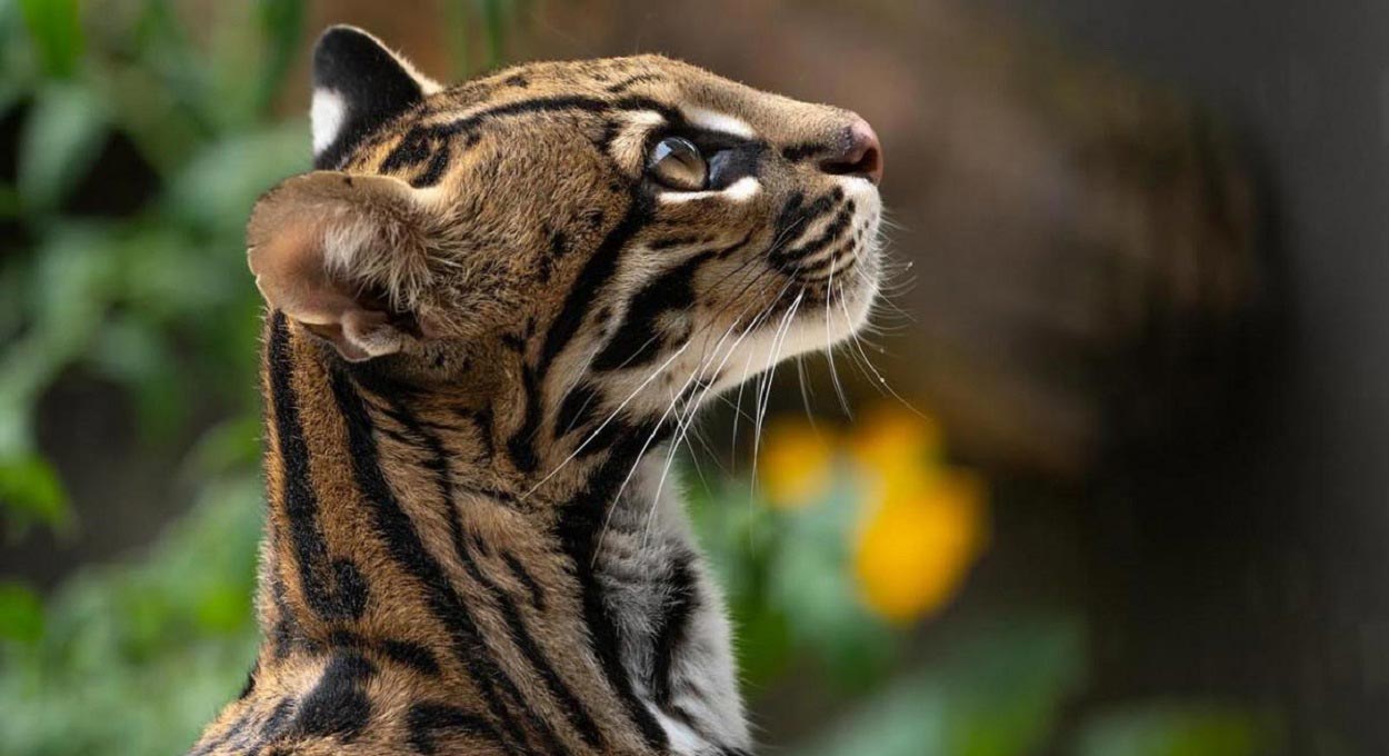 Jaguatirica resgatada no Paraguai repovoará reserva na Argentina