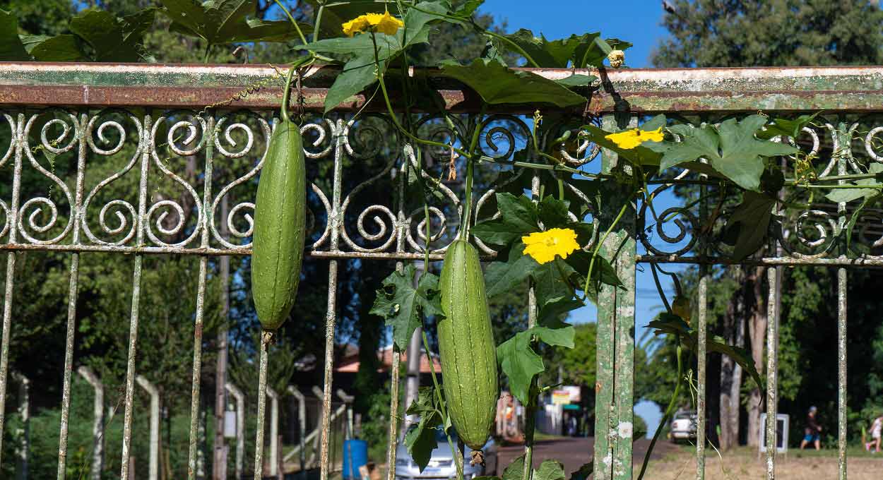 Descubra as pequenas maravilhas da mata do Carimã em Foz do Iguaçu