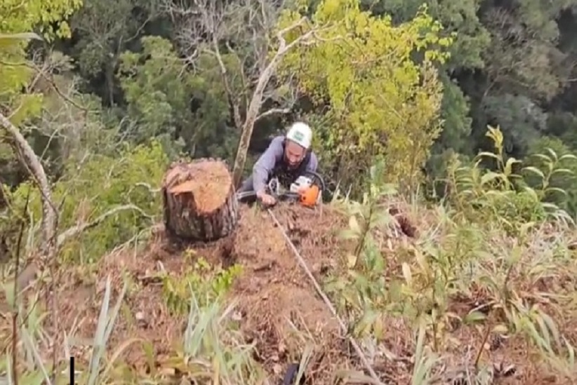 Voluntários combate pinus nos Campos Gerais. Empenho devia ser o mesmo daqueles que lucram com o monocultivo