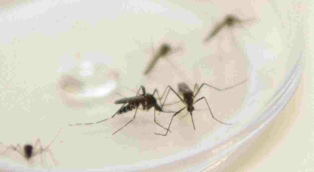 Dengue em Foz do Iguaçu soma 359 casos e beira 7 mil notificações