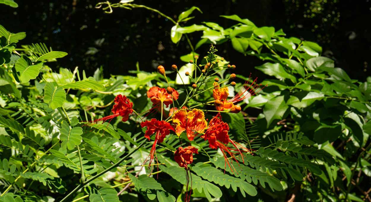Desacelere! Aprecie a lindeza das flores na Avenida Paraná em Foz do Iguaçu