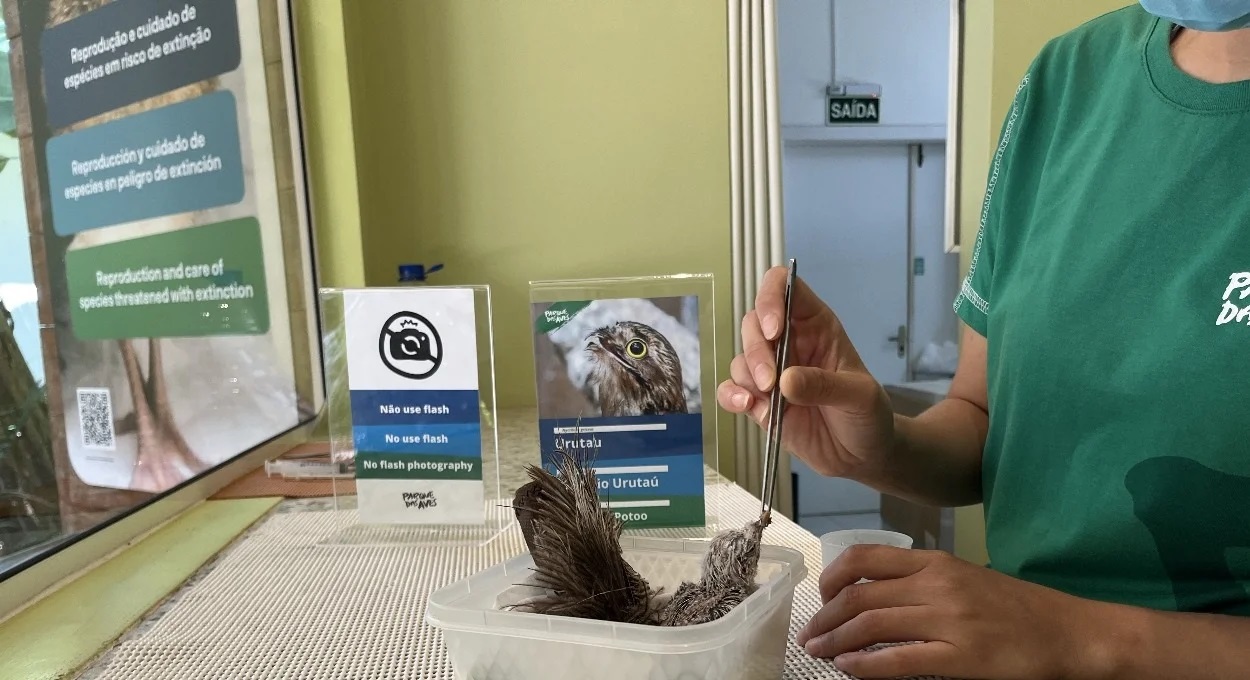 Parque das Aves ganha bebê urutau