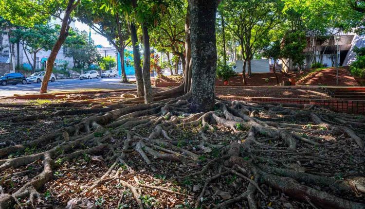 Praças entre as duas pistas da Avenida JK abrigam várias espécies vegetais e animais. Foto: Marcos Labanca/H2FOZ