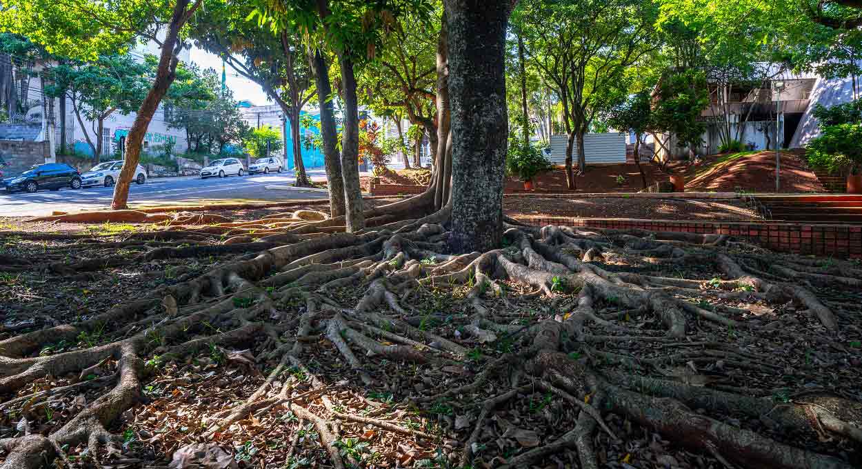 Veja as raízes gigantes das árvores do centro de Foz do Iguaçu
