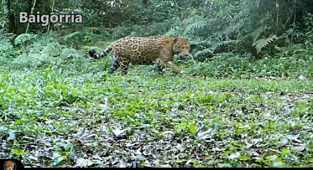 Onça Baigorria expande território no Parque Nacional Iguazú