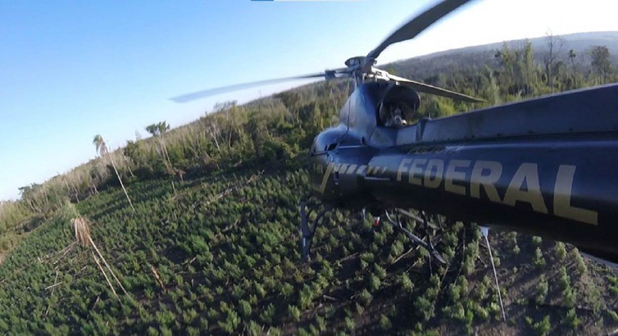 PF e Senad do Paraguai destroem 84 toneladas de maconha