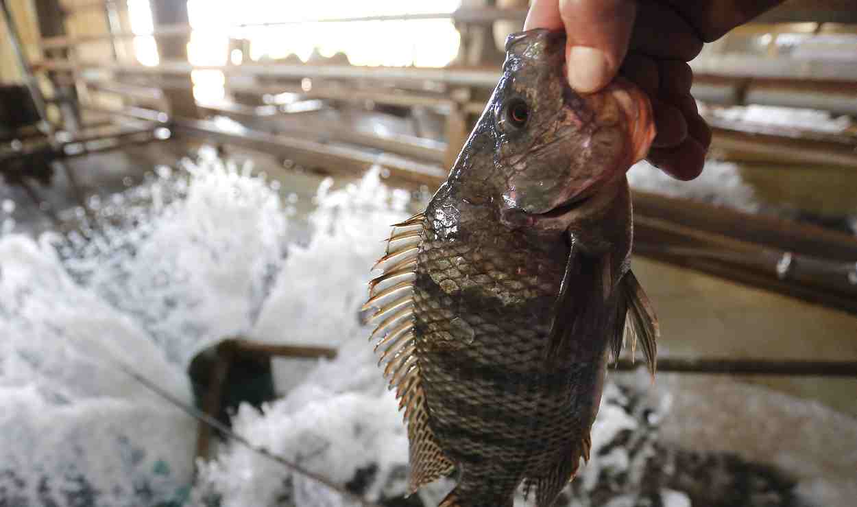Santa Terezinha de Itaipu promove pesca comunitária neste domingo