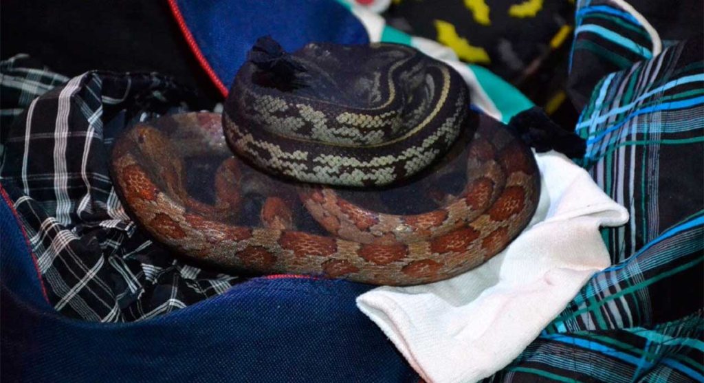 Argentina: passageiro é flagrado levando cobras e aranhas na bagagem