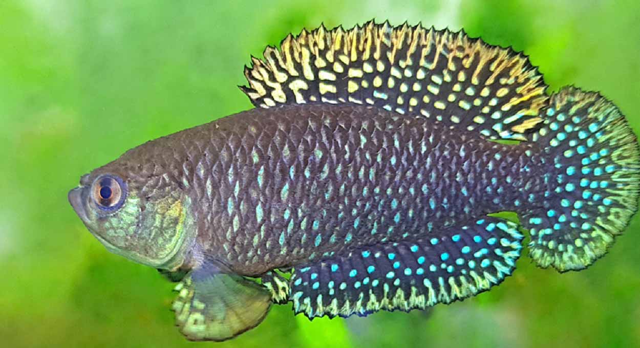 Cientistas descobrem espécie de peixe nas Cataratas do Iguaçu