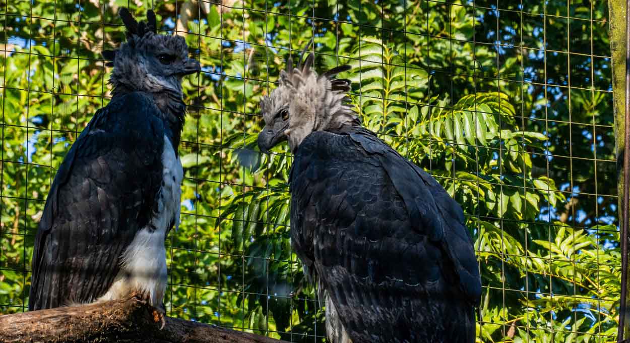 Maior do mundo! Admire a imponência da harpia em Foz do Iguaçu