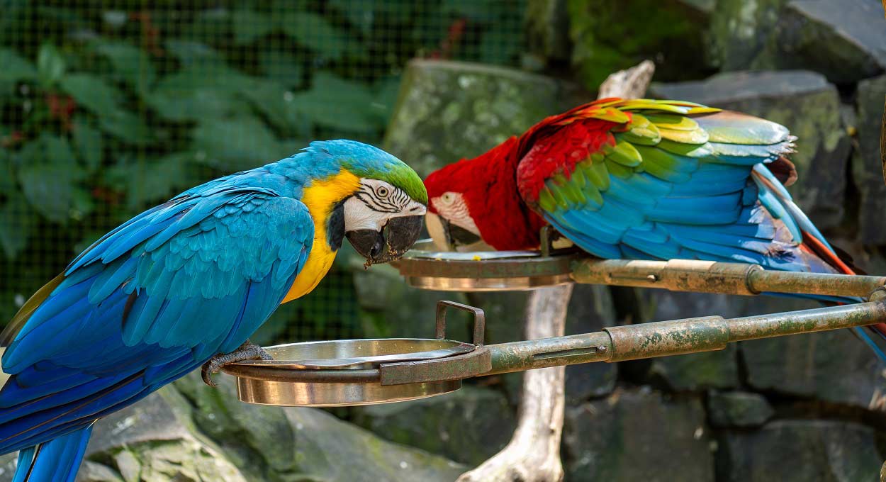 Vídeo: interaja com araras de todas as cores em Foz do Iguaçu