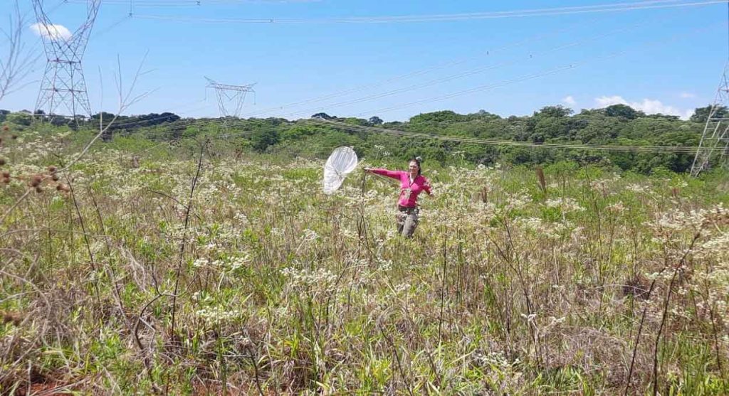 Pesquisadores identificam espécie de abelha inédita no Brasil