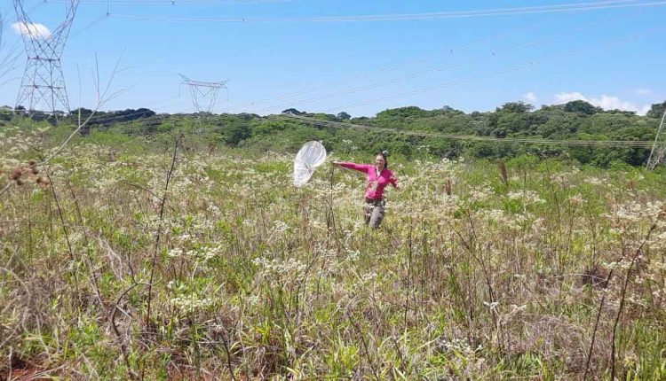 Trabalho de campo foi realizado em vários pontos do RBBV. Foto: Divulgação/Itaipu Binacional