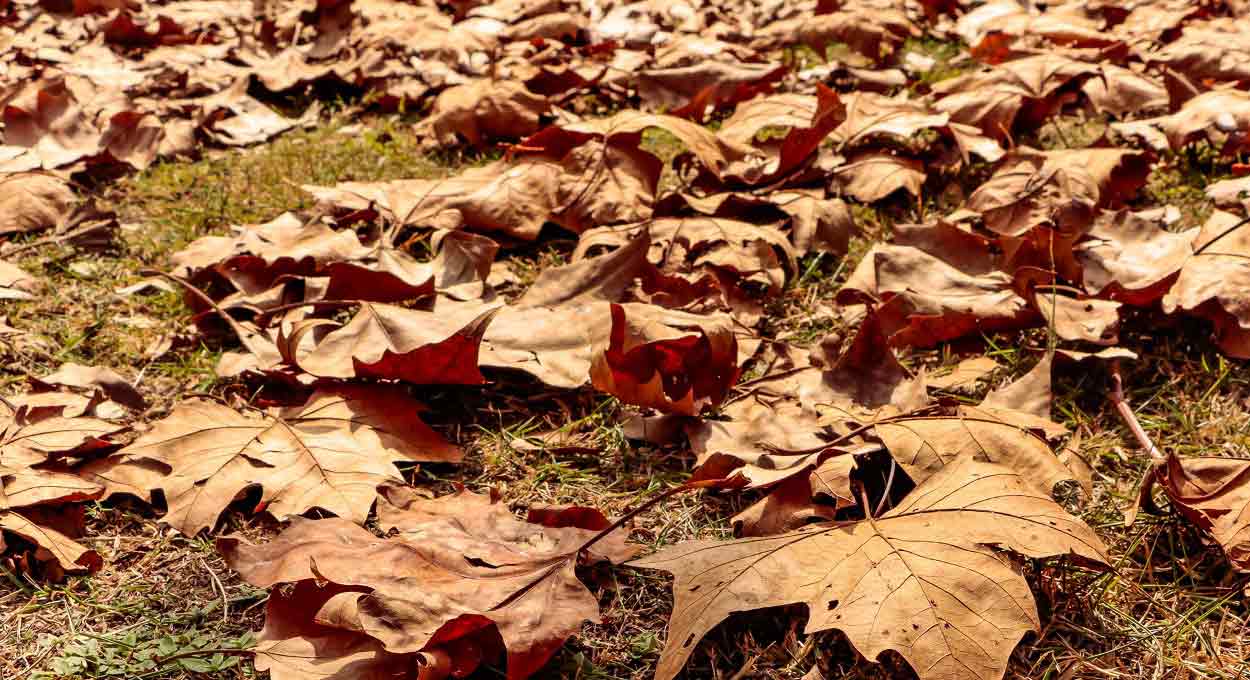 Outono 2024: confira a previsão para o Oeste do Paraná