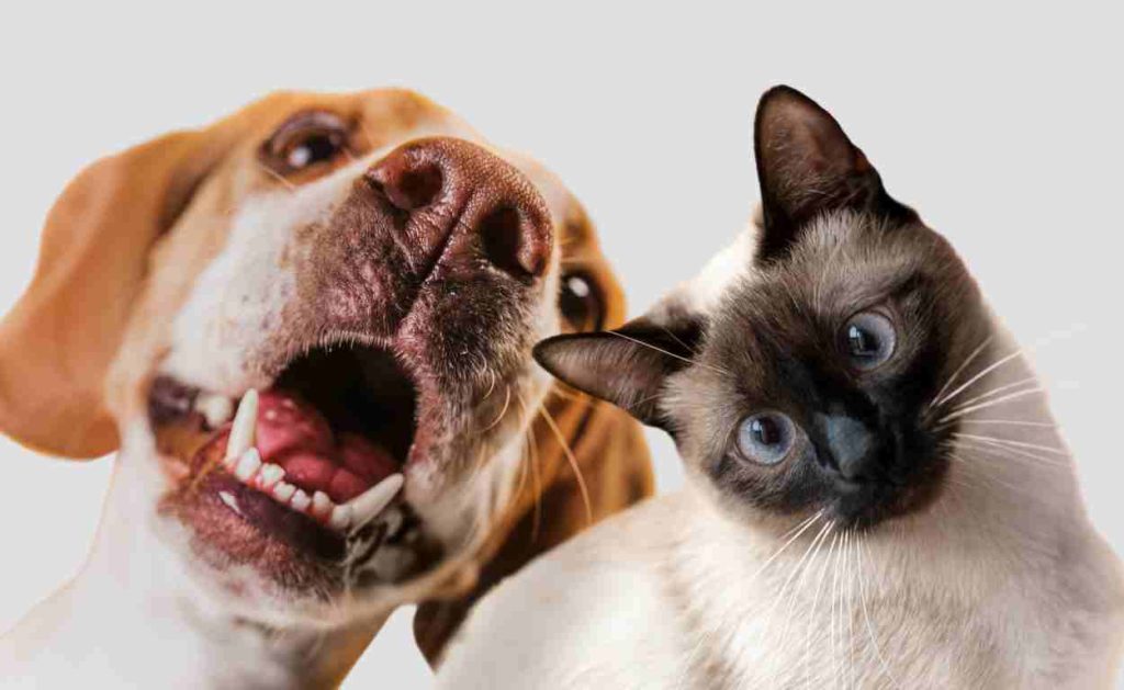 Foz do Iguaçu tem demanda represada de 10 mil castrações de cães e gatos