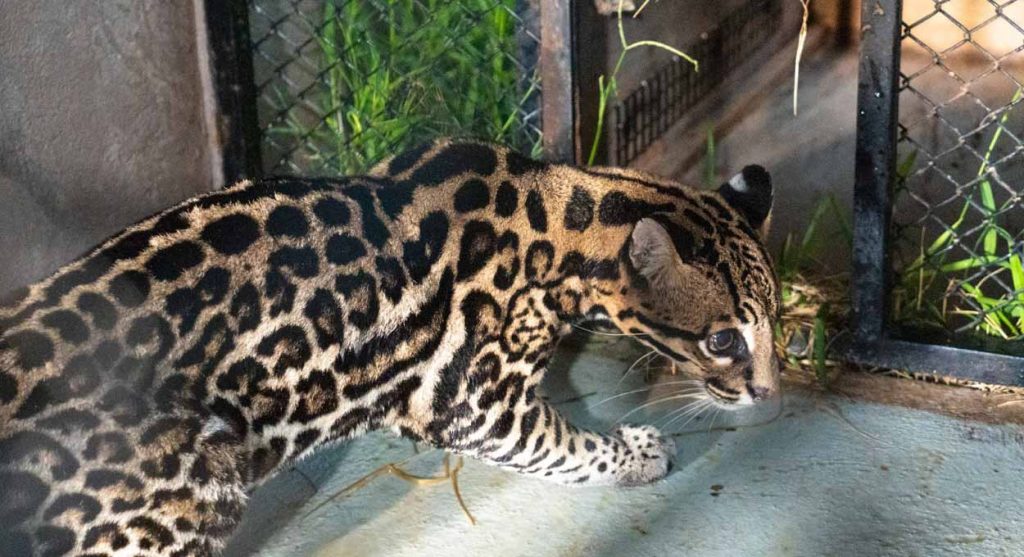Parceria entre Itaipu e instituição argentina reintroduz animais na natureza