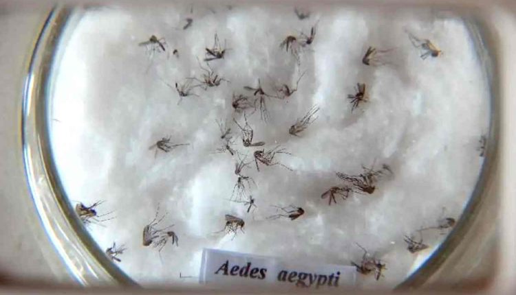 Aedes aegypti