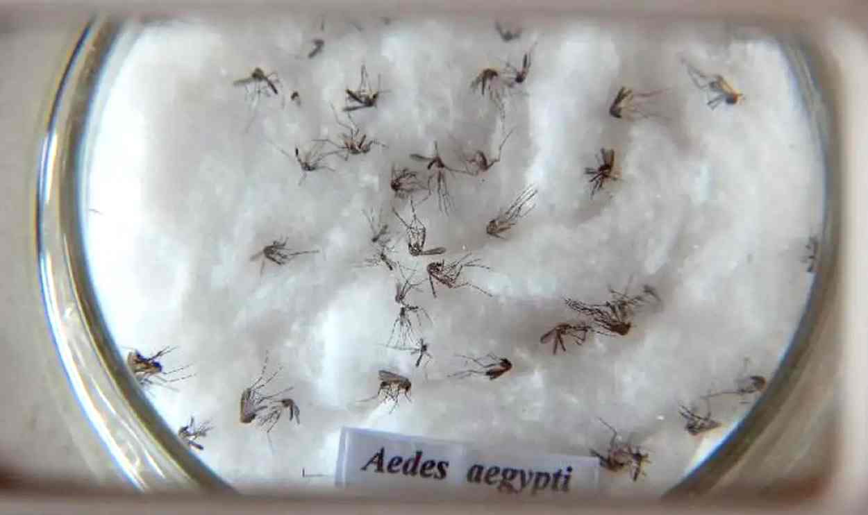 Foz do Iguaçu vê casos de dengue mais que dobrarem em uma semana