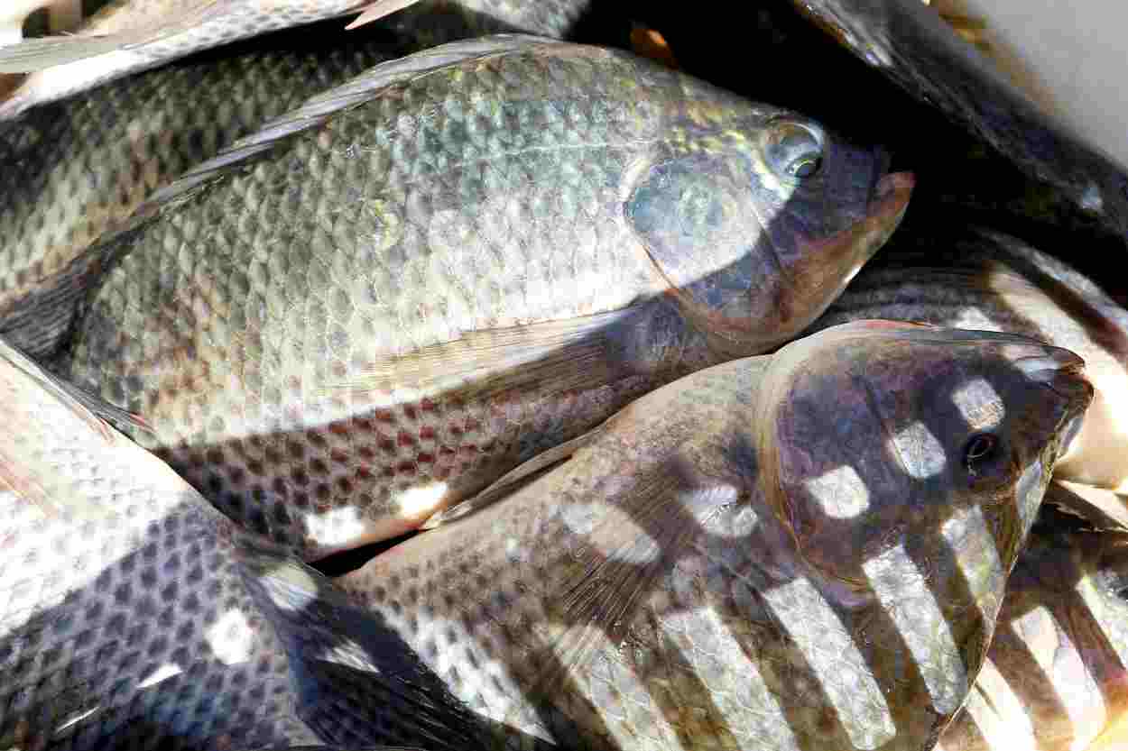 De tilápia a piapara, Foz do Iguaçu terá feira de peixes