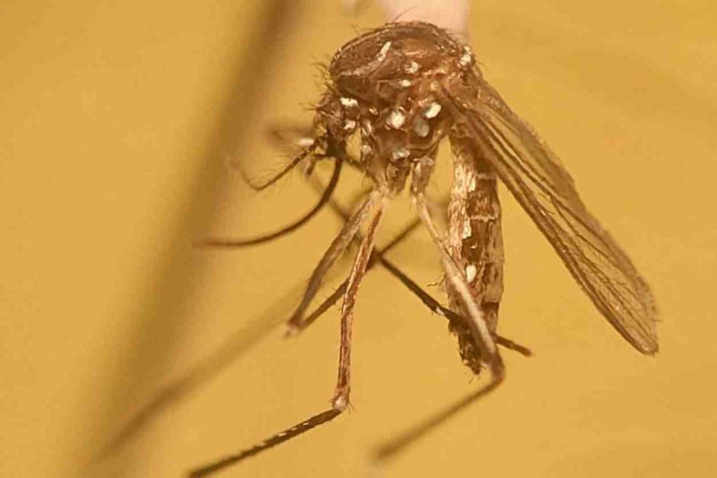 Foz do Iguaçu ultrapassa 10 mil notificações de dengue