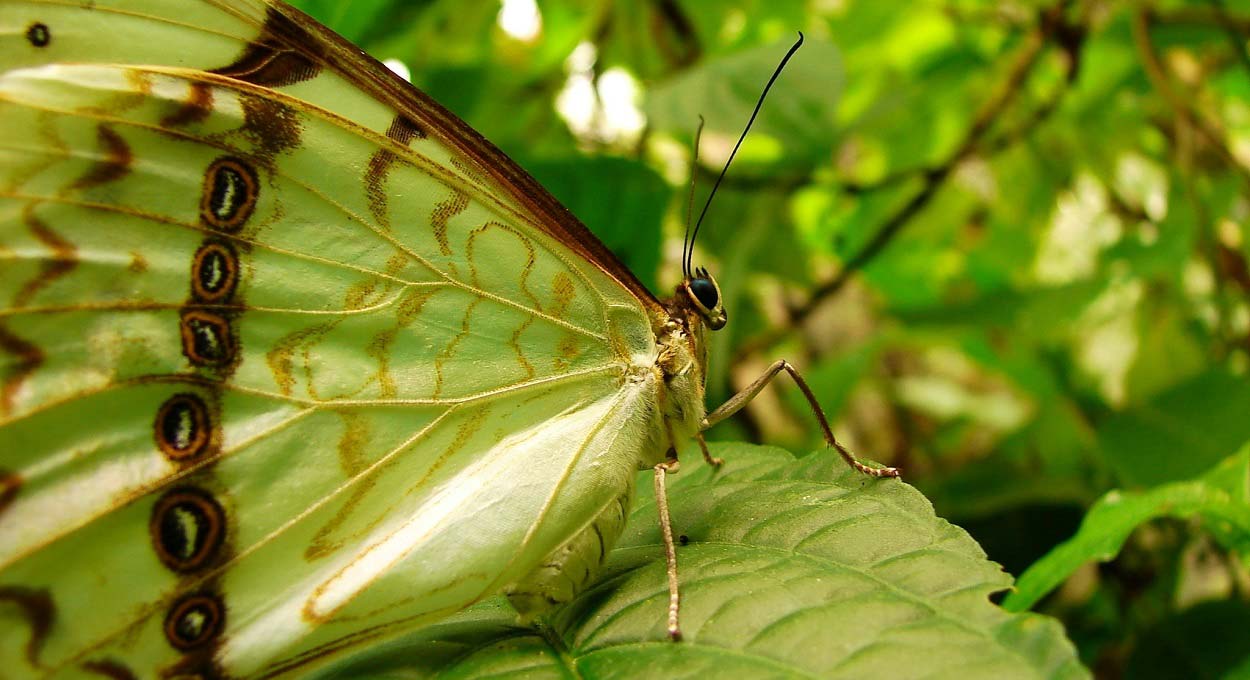 Sinta o encanto das borboletas e beija-flores em Foz do Iguaçu