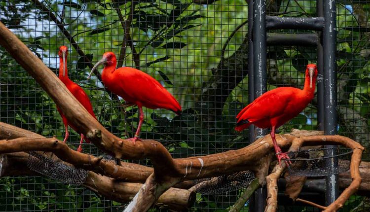 Vermelho vivo da plumagem encanta os visitantes do Parque das Aves. Foto: Marcos Labanca/H2FOZ