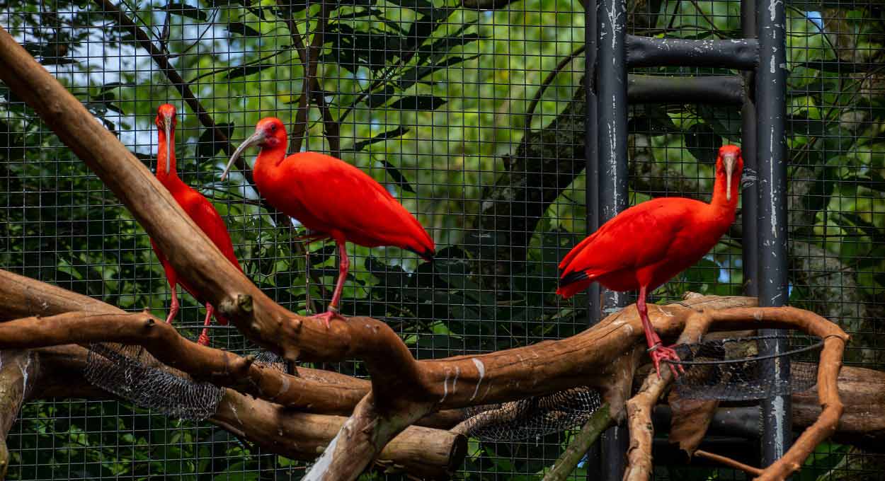 Vermelho vivo da plumagem encanta os visitantes do Parque das Aves. Foto: Marcos Labanca/H2FOZ