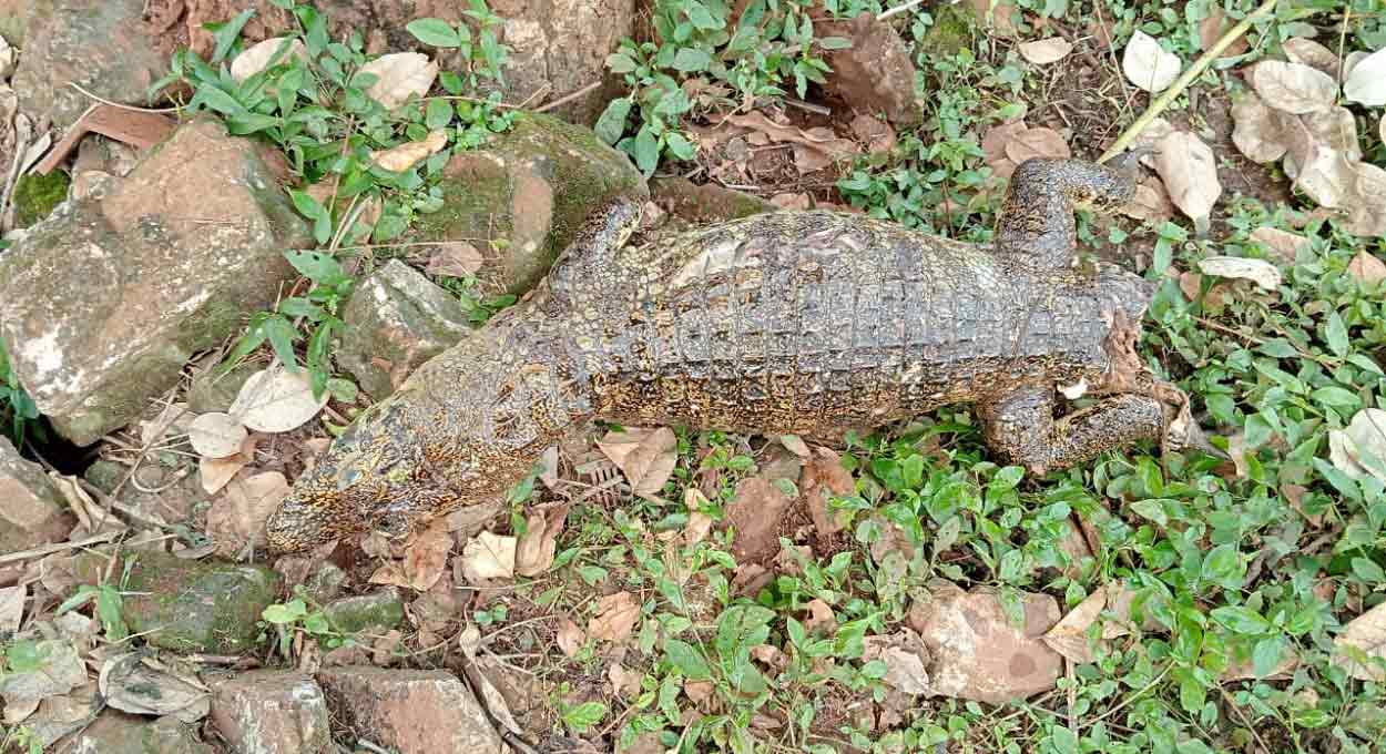 Crime ambiental: jacaré é encontrado morto no Paraguai
