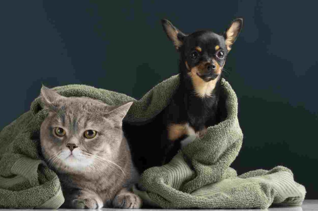 Prefeitura anuncia castrações de cães e gatos em Foz do Iguaçu