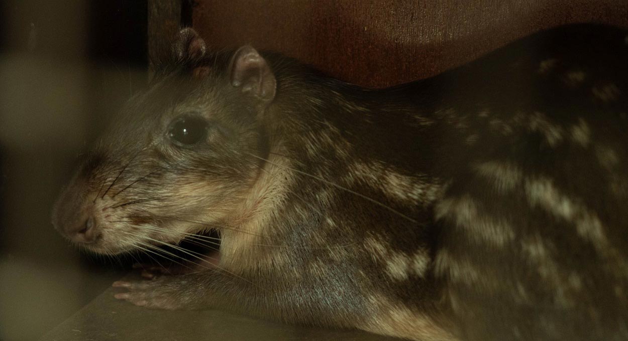 Itaipu e Klabin fazem intercâmbio de animais para reprodução