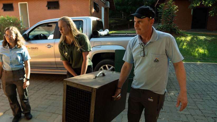 Transporte envolveu caixas especialmente adaptadas e paradas constantes para verificação do bem-estar dos animais. Foto: Sarah Santos/PEK