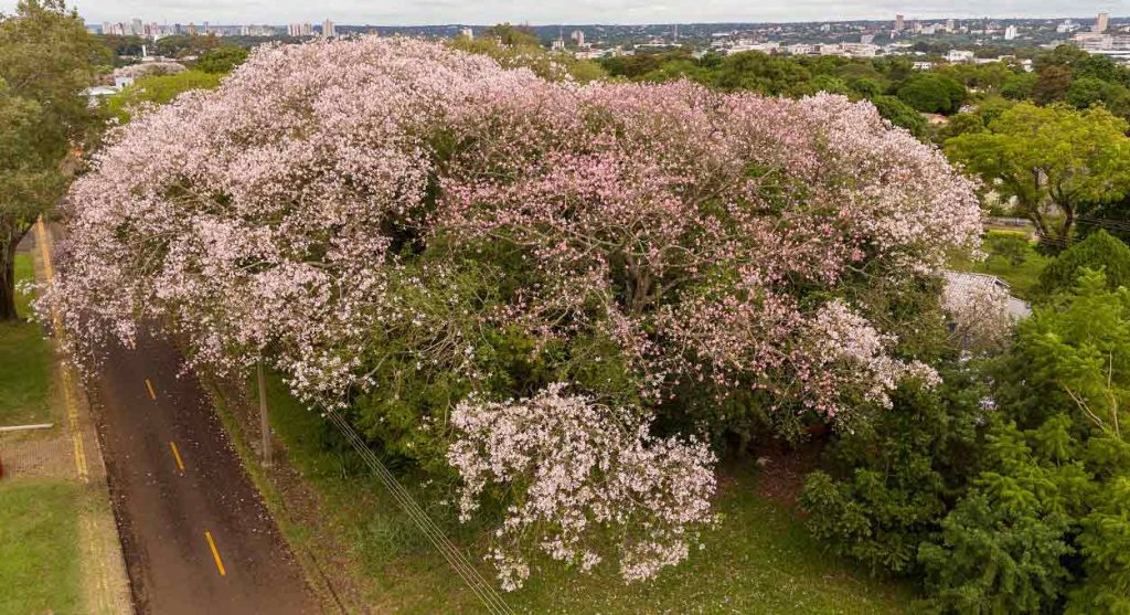 Deslumbre-se com as flores da paineira em Foz do Iguaçu