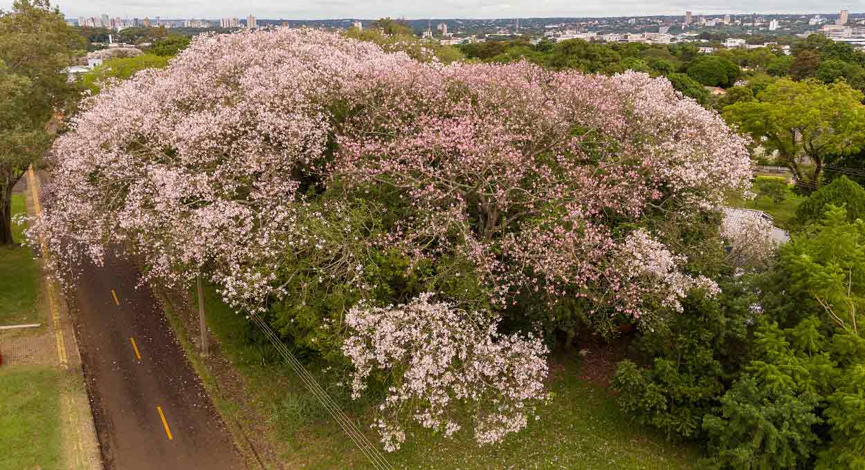 Deslumbre-se com as flores da paineira em Foz do Iguaçu