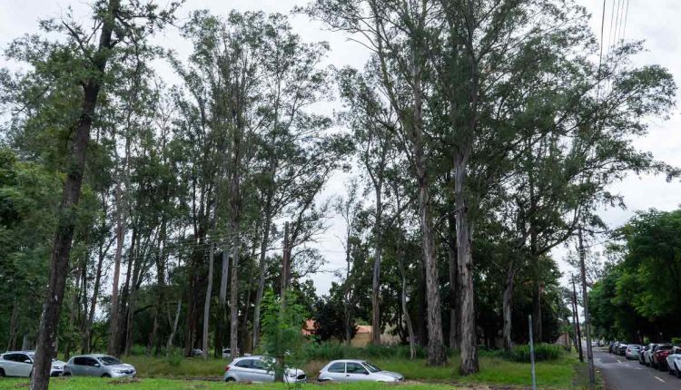 Hoje arborizada, Vila A ocupa área de uma antiga fazenda. Foto: Marcos Labanca/H2FOZ