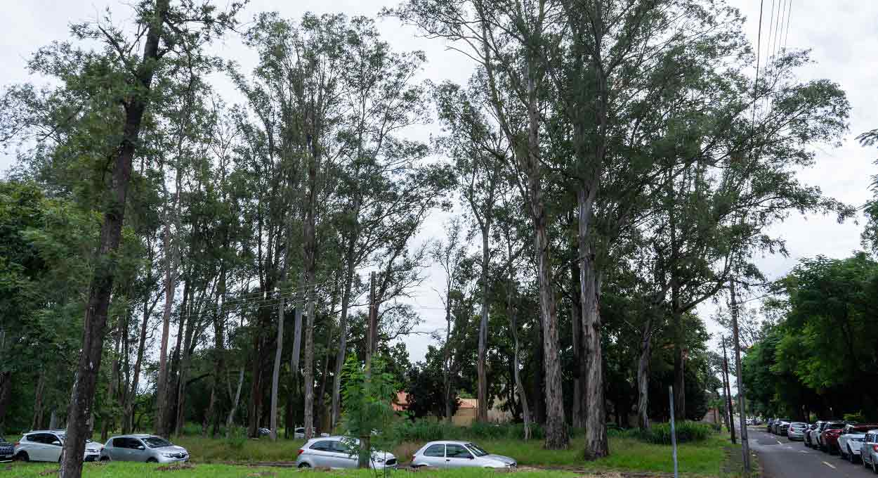 Descubra uma minifloresta de eucaliptos em Foz do Iguaçu