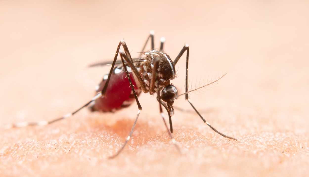 Foz do Iguaçu registra 1.300 novas notificações de dengue em uma semana