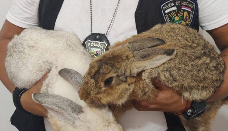 Stuart e Fiona eram tidos como desaparecidos. Foto: Gentileza/Polícia de Misiones