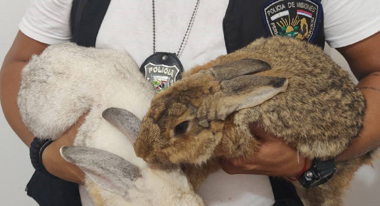 Stuart e Fiona eram tidos como desaparecidos. Foto: Gentileza/Polícia de Misiones