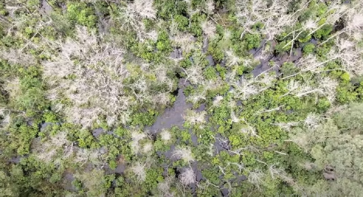 O Pantanal e o ‘menino’ veneno