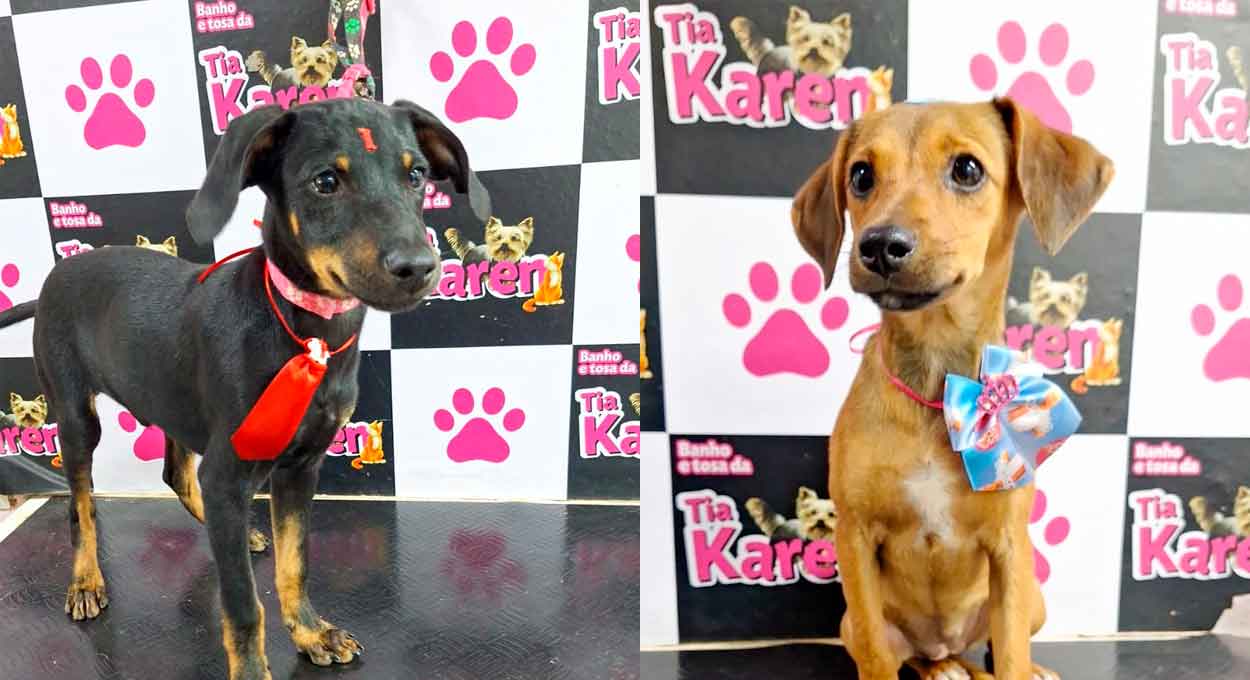 Shopping Catuaí Palladium receberá Feira de Adoção Pet no fim de semana