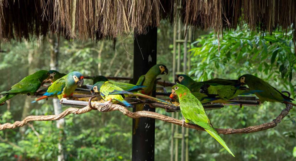 Biodiversidade em Foz: visite o maior viveiro de aves do Brasil!